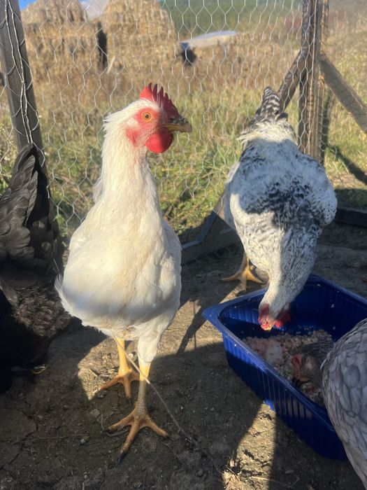 Vând cocoș tânăr