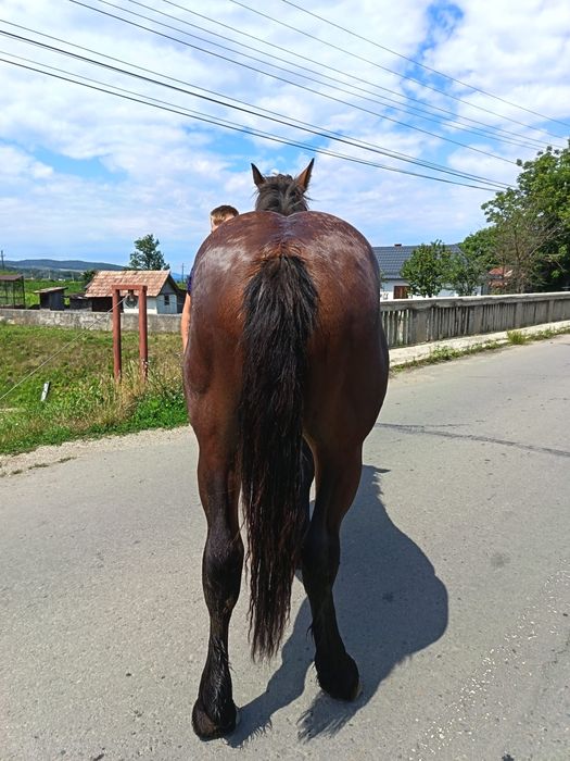 Vând mânz de 1 an si 3 luni