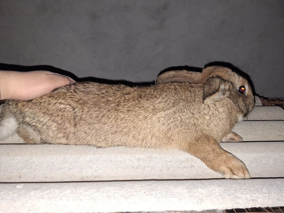 "фландр" куйони.