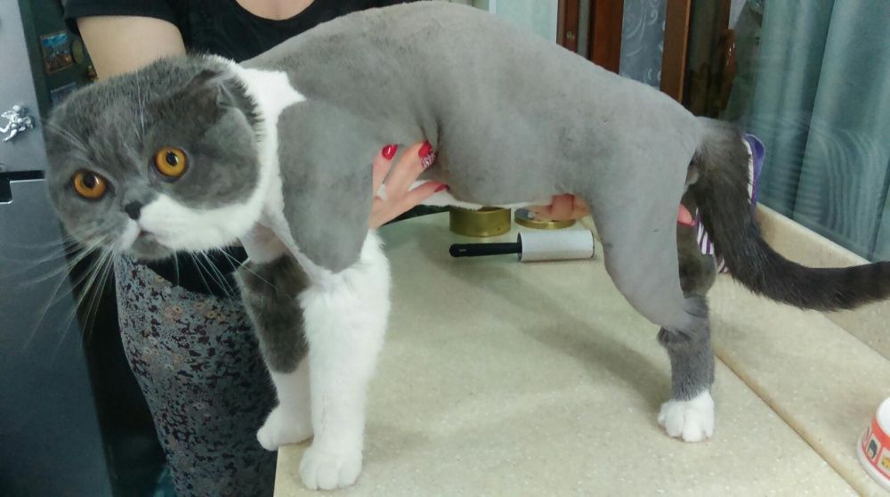 Кошки, срижка , купание и т.д.