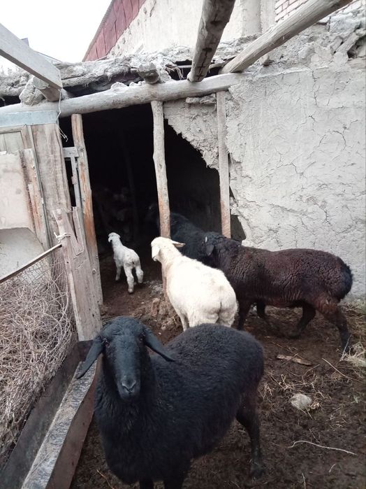 Ona bola qora quloq qo'ylar sotiladi