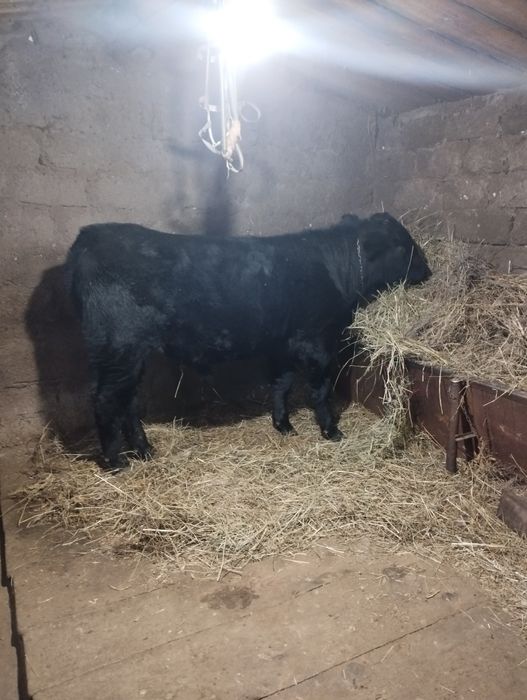 Бычок 10 месяц Ангус Сементал