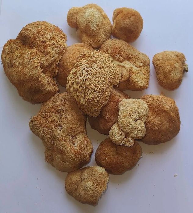 Ежовик гребенчатый