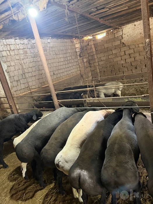 Qoʻylar Qochqorlar sotamiz 95.000 mingdan 100.000 mingachen