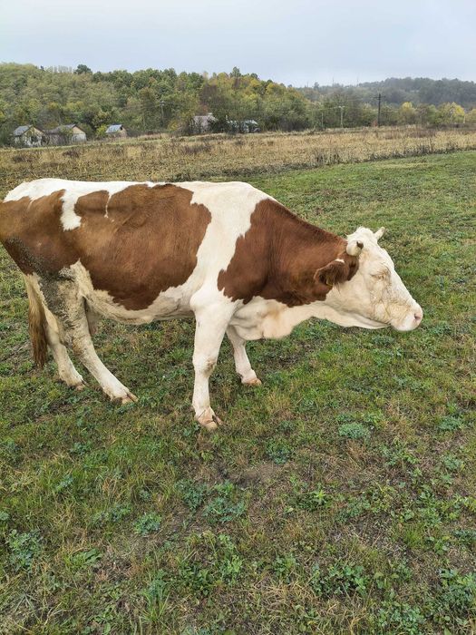 Vaca Baltata Romaneasca