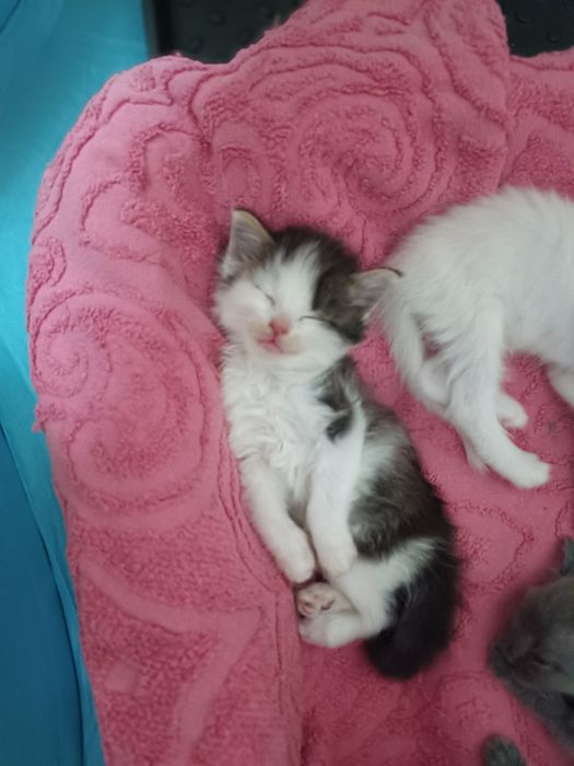 Отдаются котята в добрые, любищие  сердца