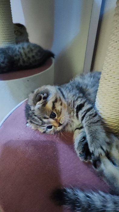 Пародистые котята.