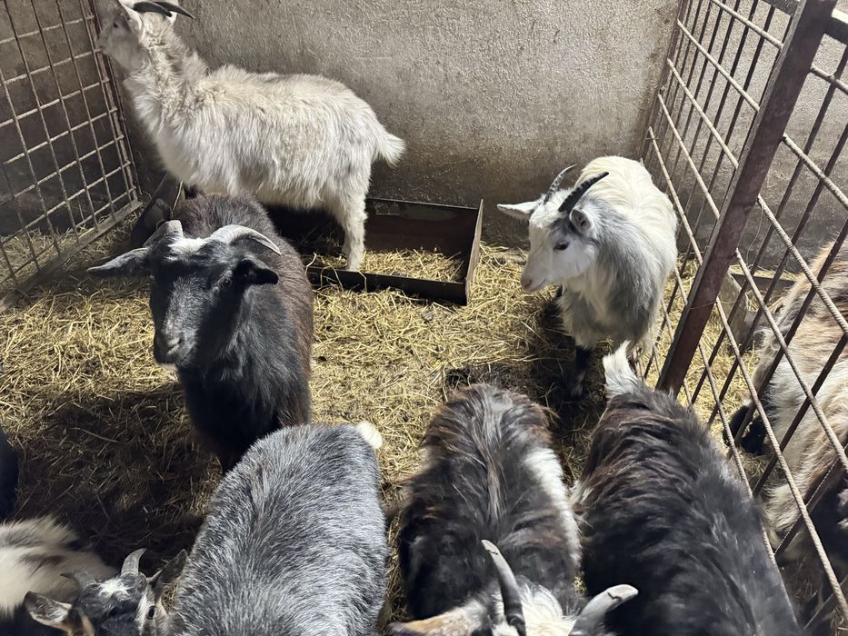 12 Iede si 3 tapi din mame bune de lapte