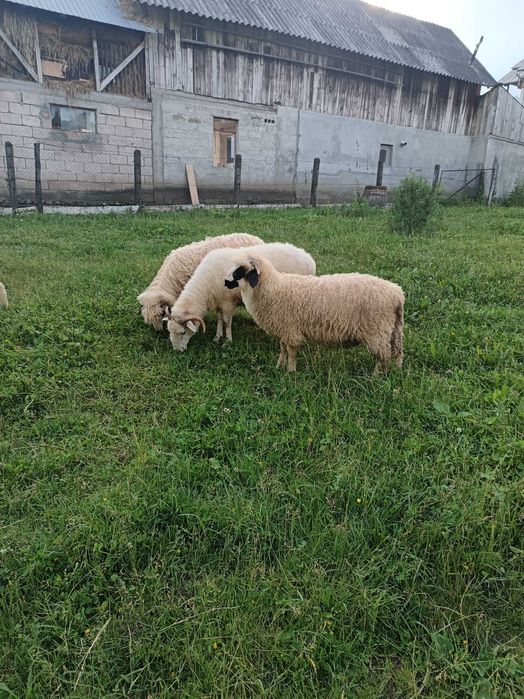 Berbecuț breaz de vânzare