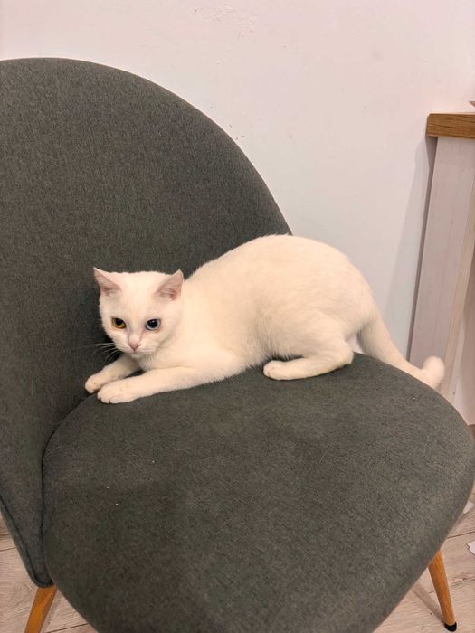 Ofer pisica alba spre adoptie!