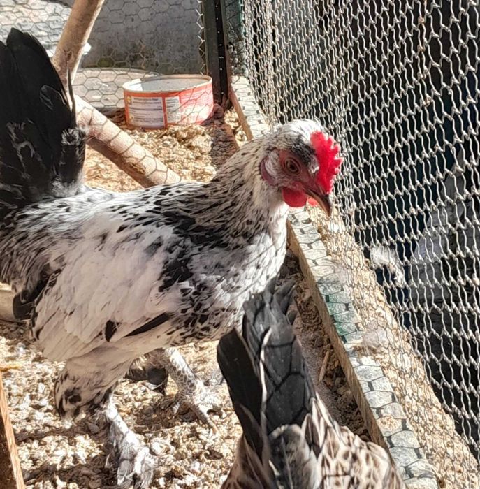 Млади джинки  продаеам