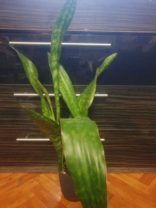 Сансевьерия пятнистая