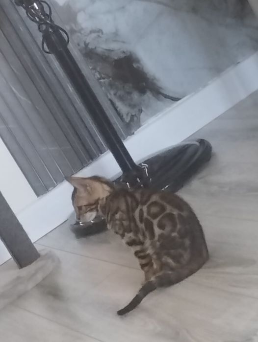 Продам котёнка бенгал
