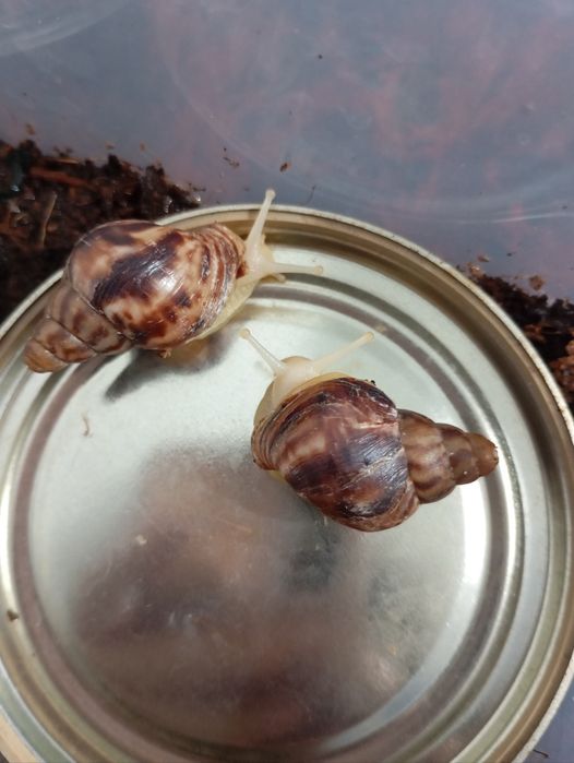 Улитки ахатина..