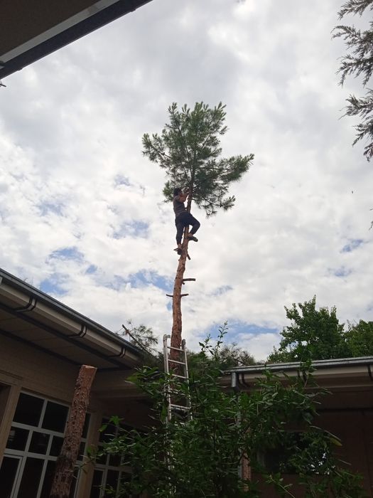 Дарахт кесиш хизмати aбрезка дерево бензaпила услуга.