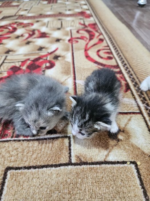 Отдам котят в хорошие руки