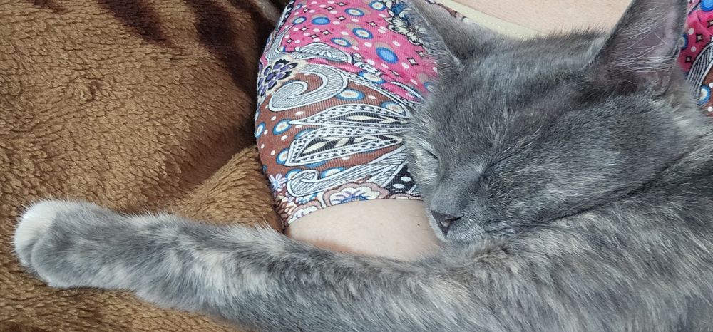 Стерилизованная кошка