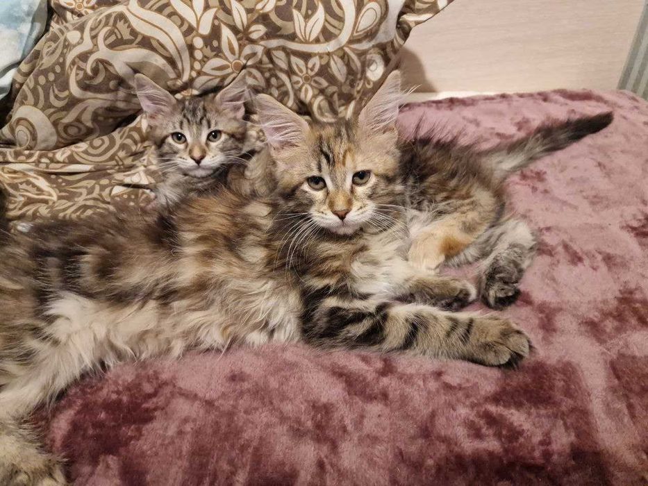 Котята Мейн-кун (девочки)