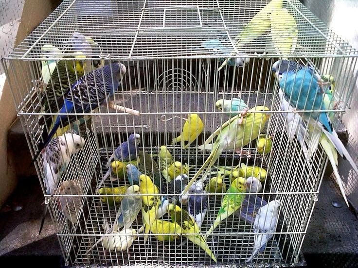 Qush setka otsenkofka /сетка для птиц оцинкованная/от производителя