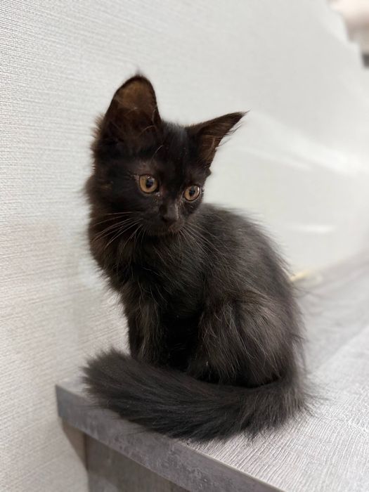 Котенок ищет дом