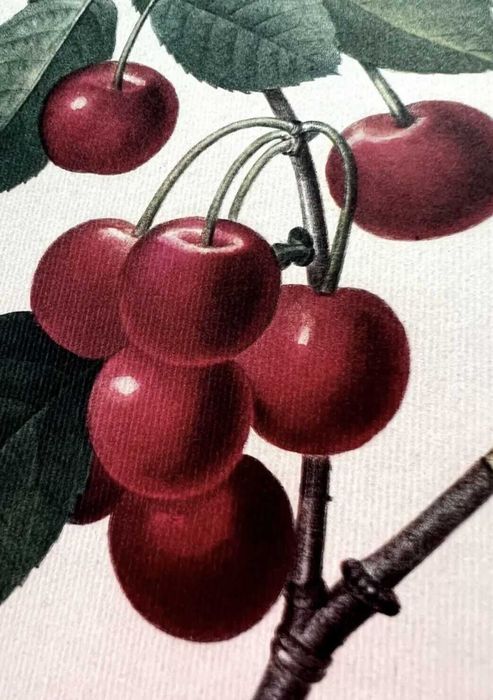 Album XXL Pierre-Joseph Redouté – Floral Illustrations (Taschen edition) – prima ediție rară Taschen