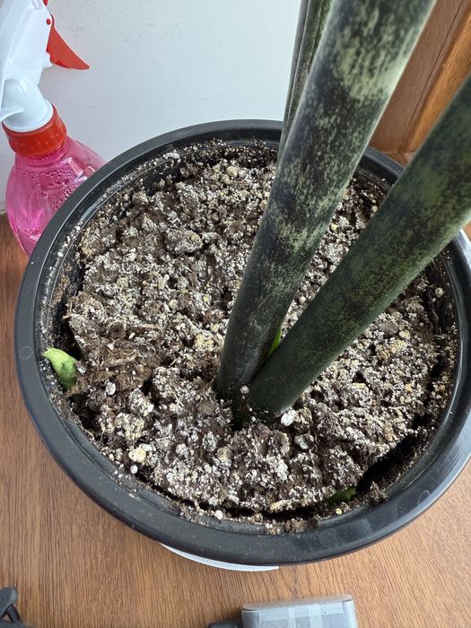 Комнатные цветы - Сансеверия