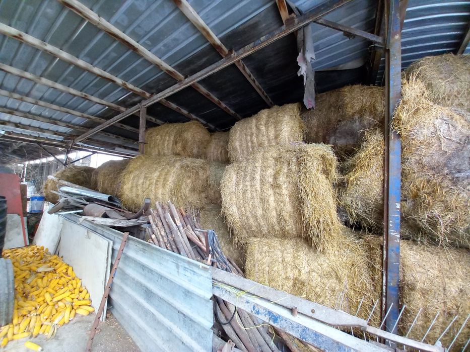 Vănd  Baloți  cu lucerna de calitate