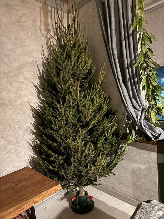 Живые елки , с запахом , свежие