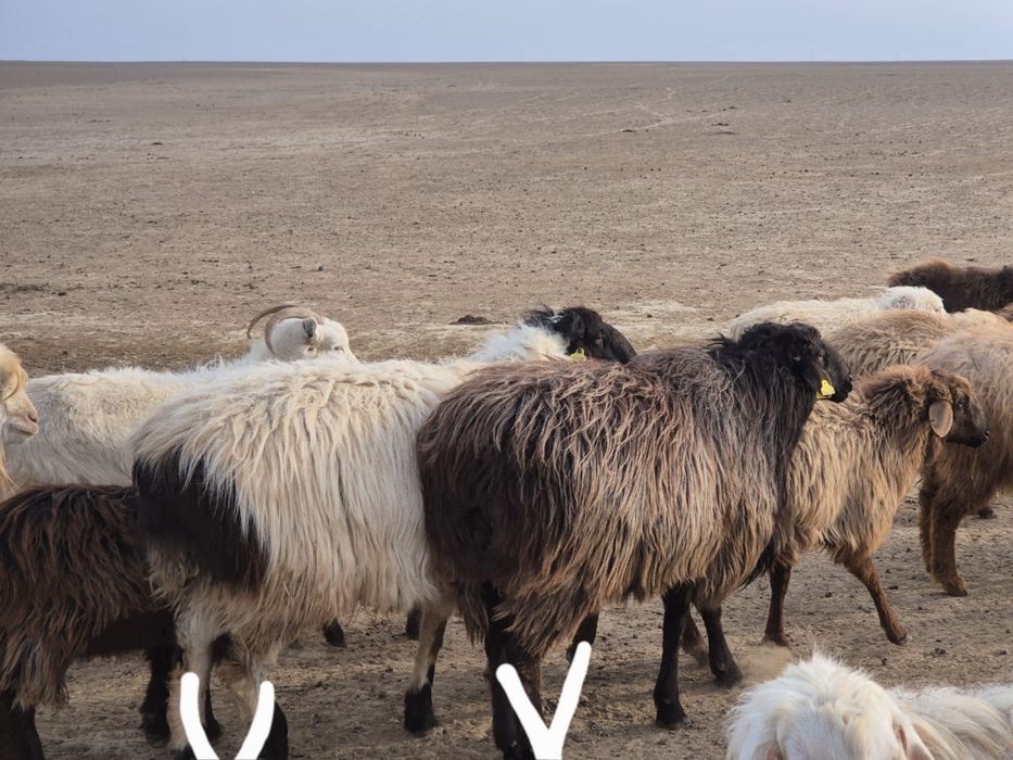 Қошқар сатылады.