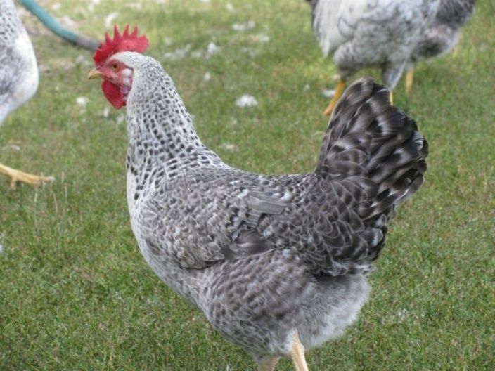 Инкубационное яйца барковская барвистая