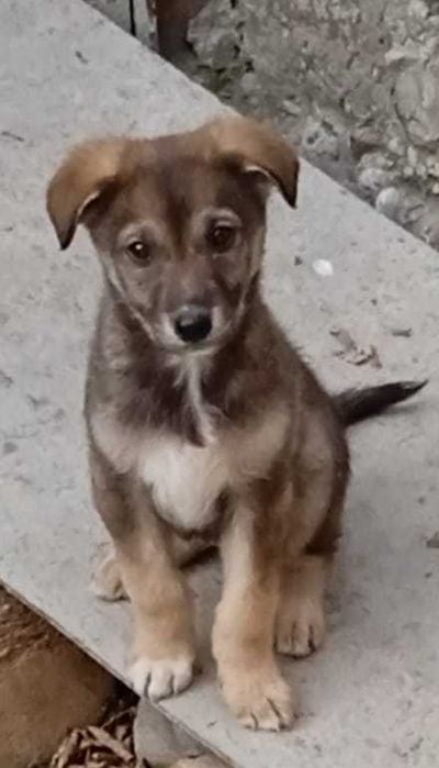 Продаются щенки 2 мес