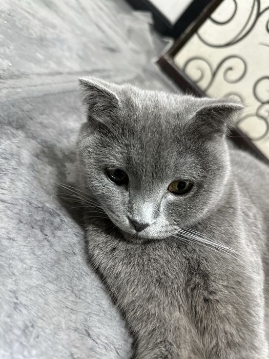 Скотиш фолд девочка