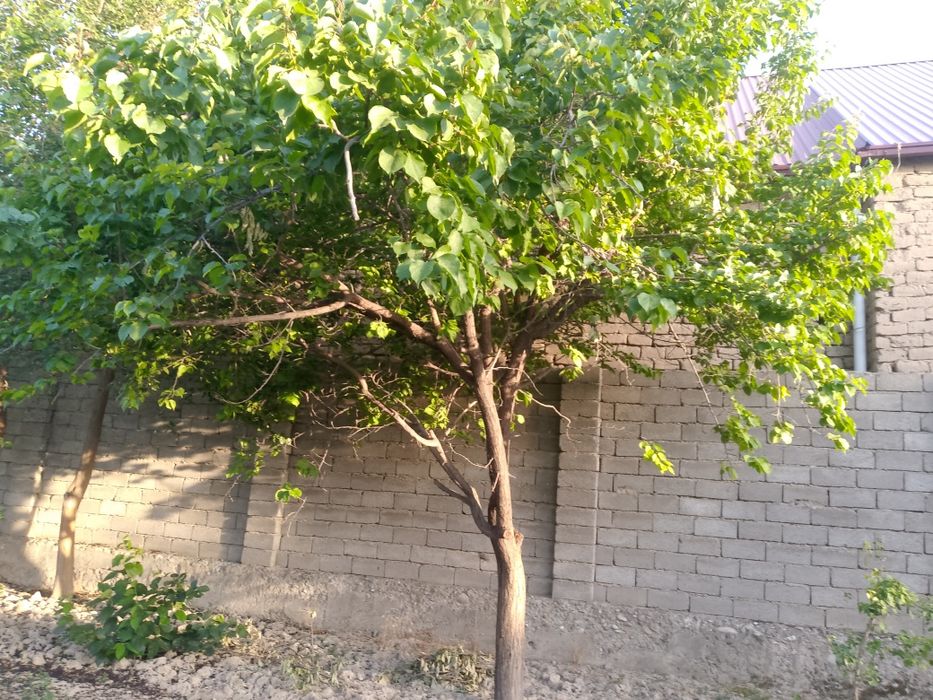 Уй сотилади, 12 сотих, мевали дарахтлар хосилга кирган. Хужахуросон