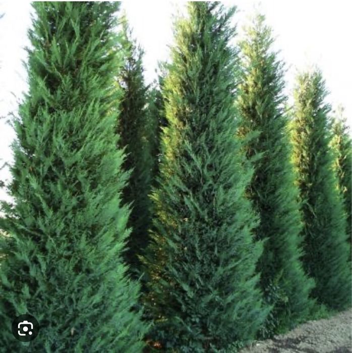 Cupressus leylandy toate dimensiunile