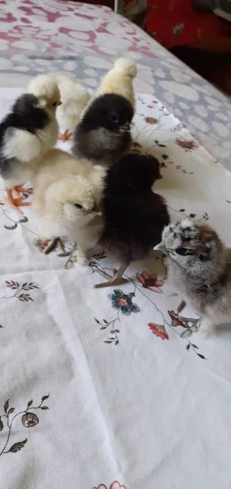 Puii de mătase și de moțată olandeză,și de ouă verzi