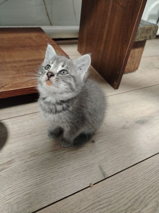 Отдам котят в хорошие руки