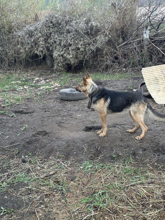 Овчарка немецкая