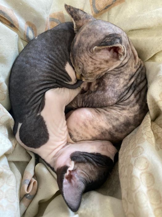 Котята свинкс  50000тг