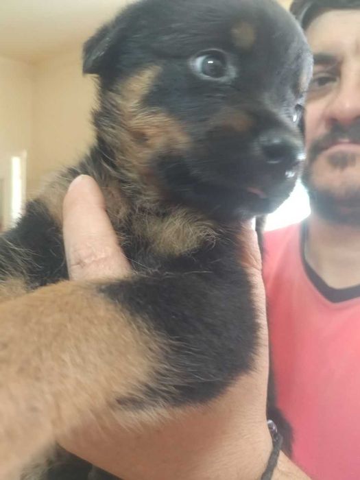 Щенки Ротвейлера