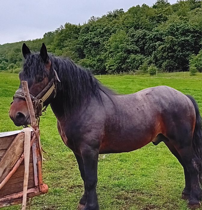 Vând armasar de 4 ani