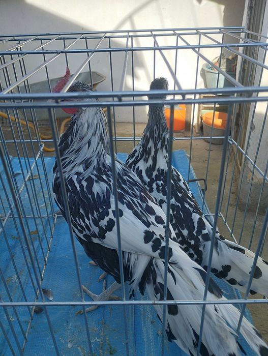 Vând Fazani / găini / porumbei de rasa