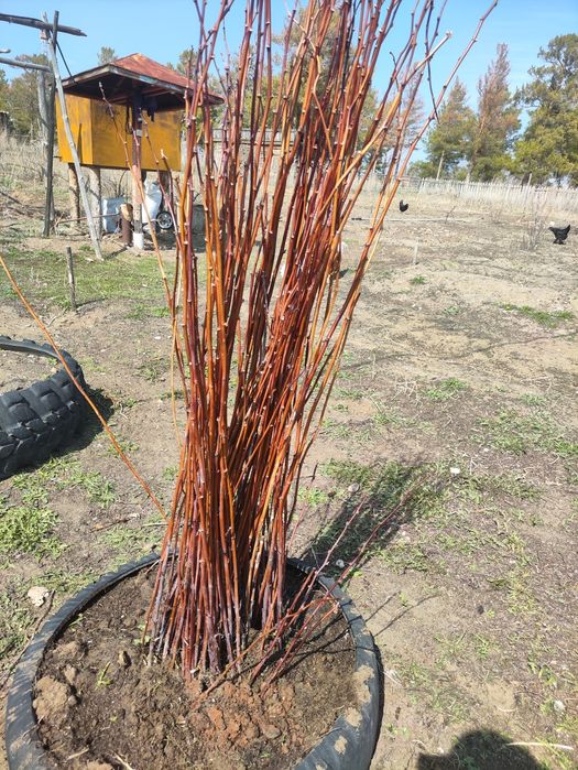 Малина сорт гордость России