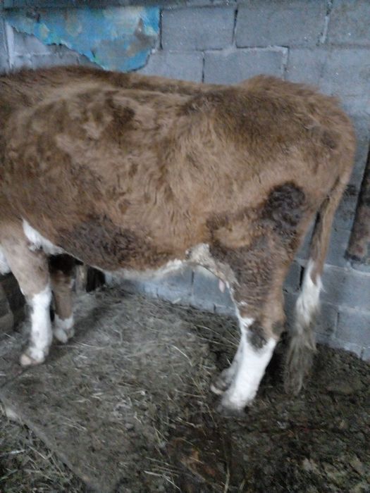 Продам карову сементальская парода