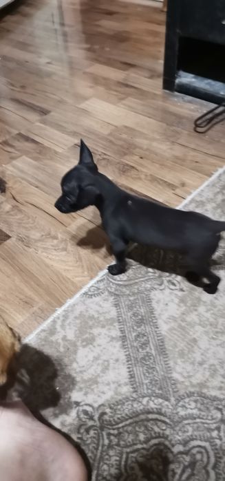 Продавам Пинчери