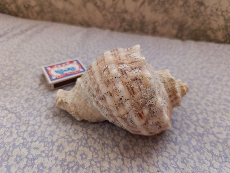 Ракушка морская  ( большая )