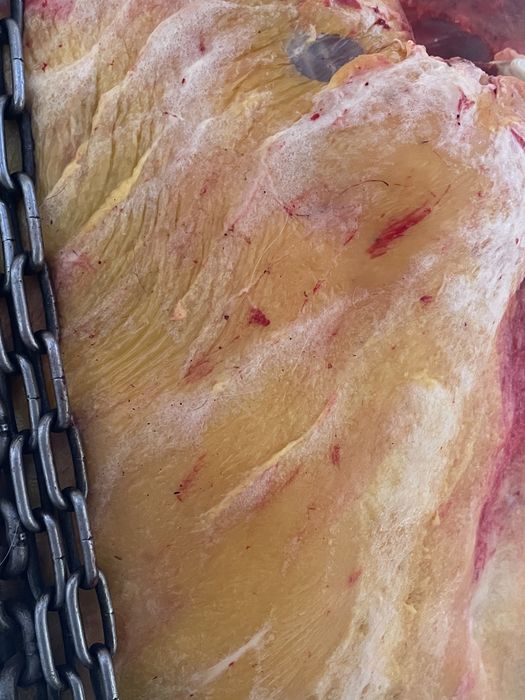 Семіз Биелер сатылады