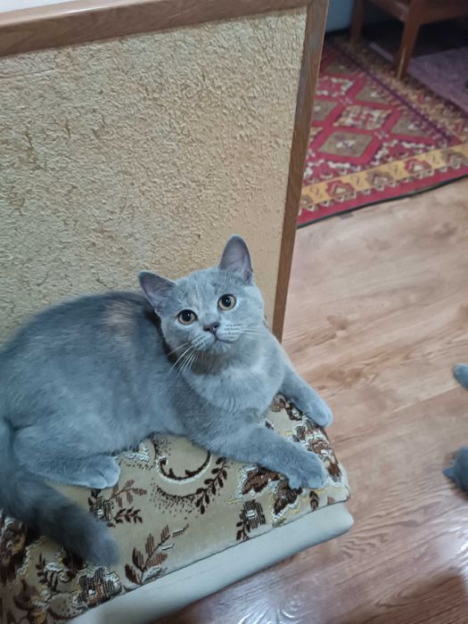 Вислоухие котята