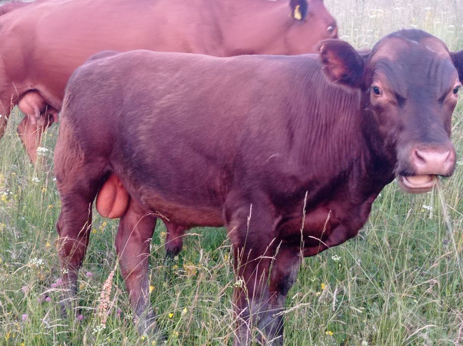 Vând tăuraș  Red Angus