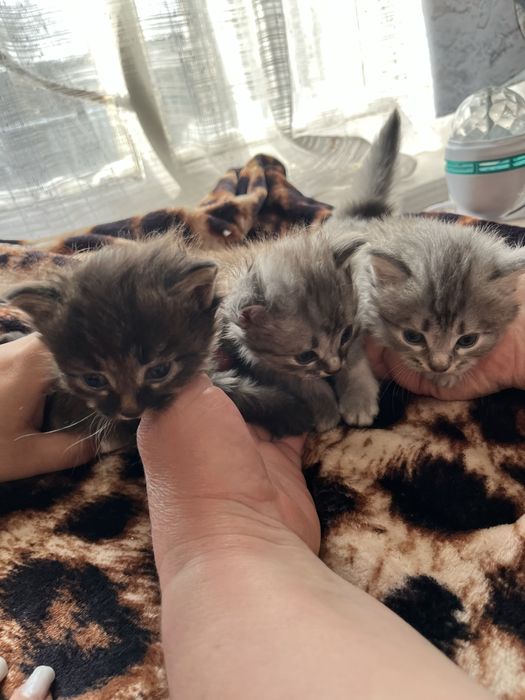 Котята в добрые руки