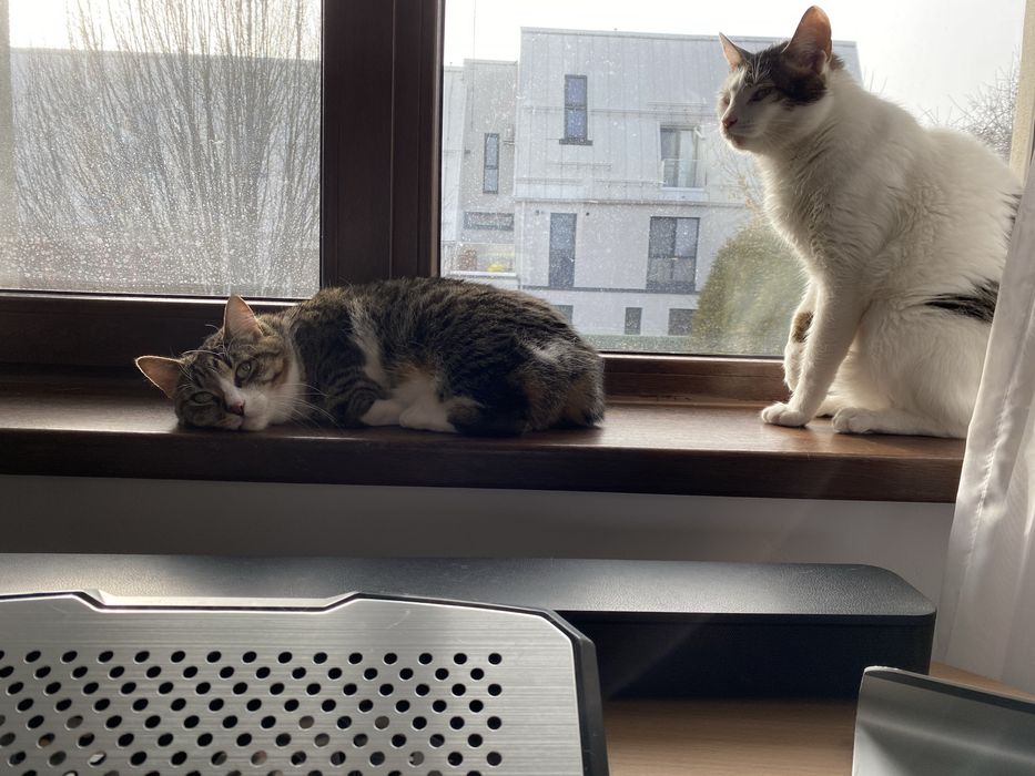 Pisic pisica pisici frumosi